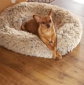 Meet your Posher, Rose